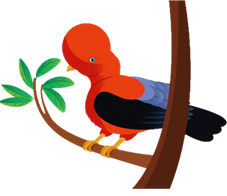 Manu Wildlife Vacations